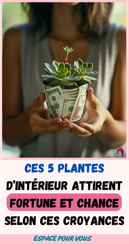 5 plantes d’intérieur attirent fortune et chance selon ces croyances