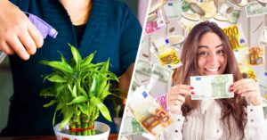 5 plantes d’intérieur attirent fortune et chance selon ces croyances