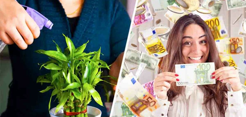 5 plantes d’intérieur attirent fortune et chance selon ces croyances