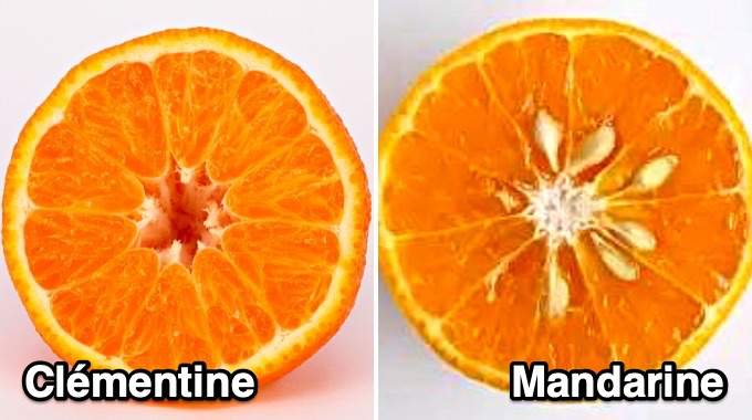 Clémentine vs Mandarine :