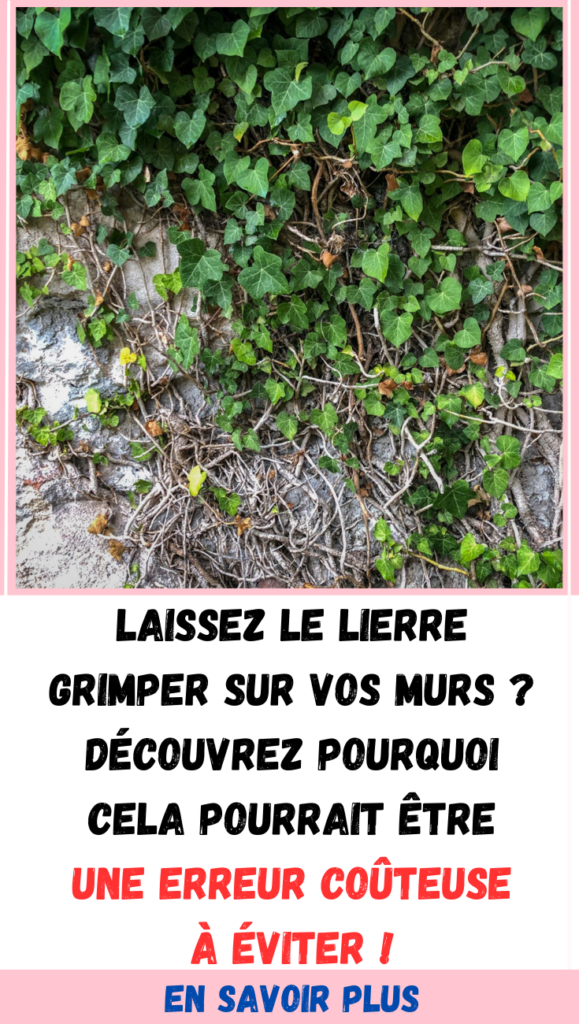 Laissez grimper le lierre sur vos murs