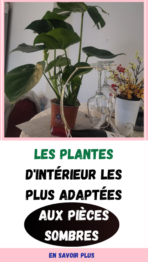 Les plantes d'intérieur les plus adaptées aux pièces sombres