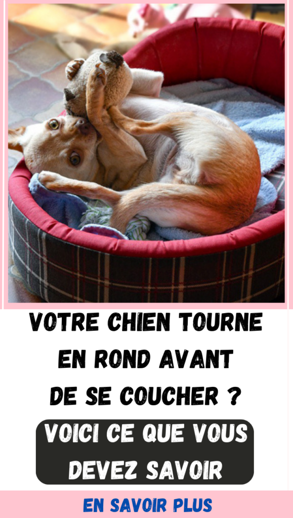 Pourquoi mon chien tourne-t-il plusieurs fois sur lui-même avant de se coucher ?