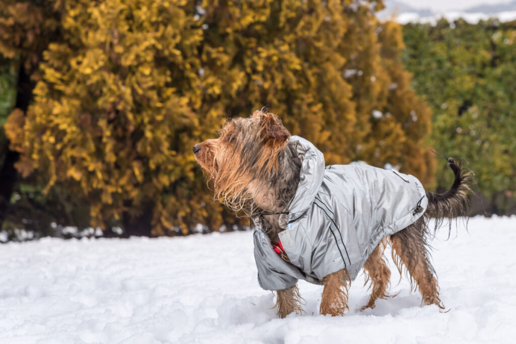 Protéger Vos Animaux du Froid