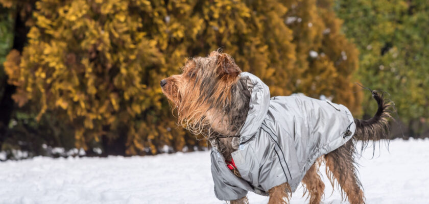 Protéger Vos Animaux du Froid