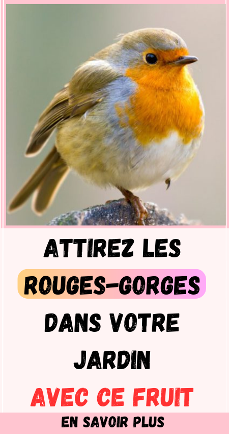 Rouges-gorges