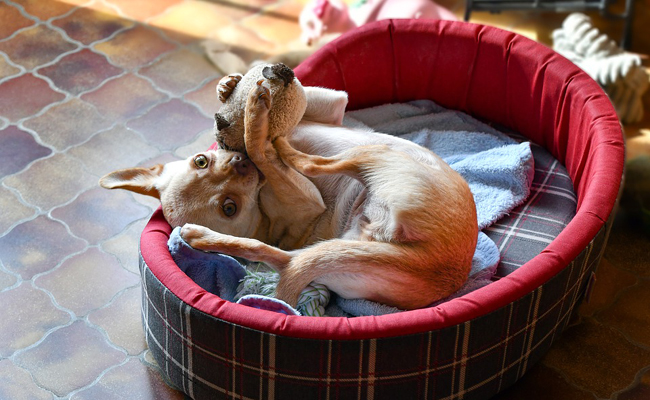 Pourquoi mon chien tourne-t-il plusieurs fois sur lui-même avant de se coucher ?