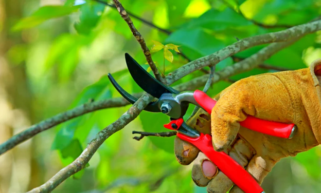 10 erreurs à éviter pour protéger votre jardin en hiver