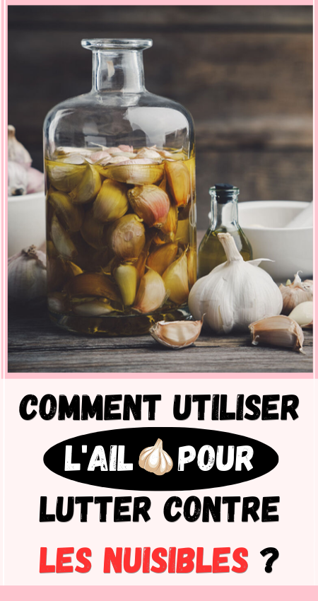 l'ail pour lutter contre les nuisibles