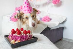 Idées de cadeaux pour l'anniversaire de votre chien