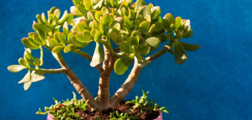 faire fleurir l’arbre de Jade