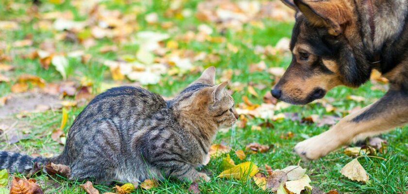 apprendre à un chien à ne pas pourchasser les chats