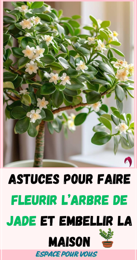 faire fleurir l’arbre de Jade 