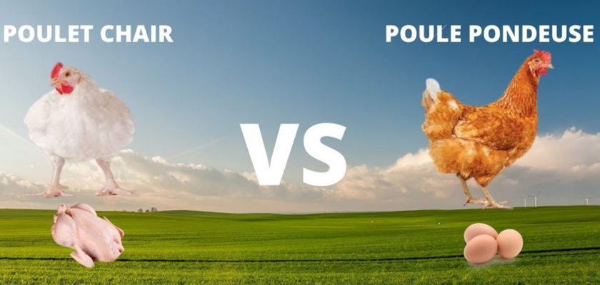 poule chaire et poule pondeuse