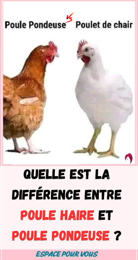 poule haire et poule pondeuse