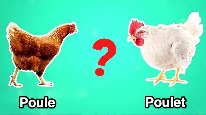 une poule et un poulet