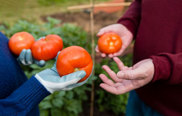 tomates