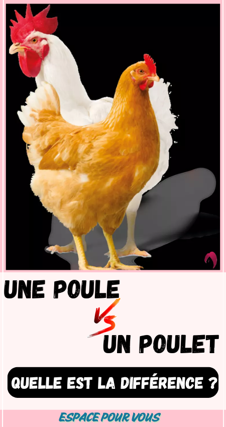 une poule et un poulet