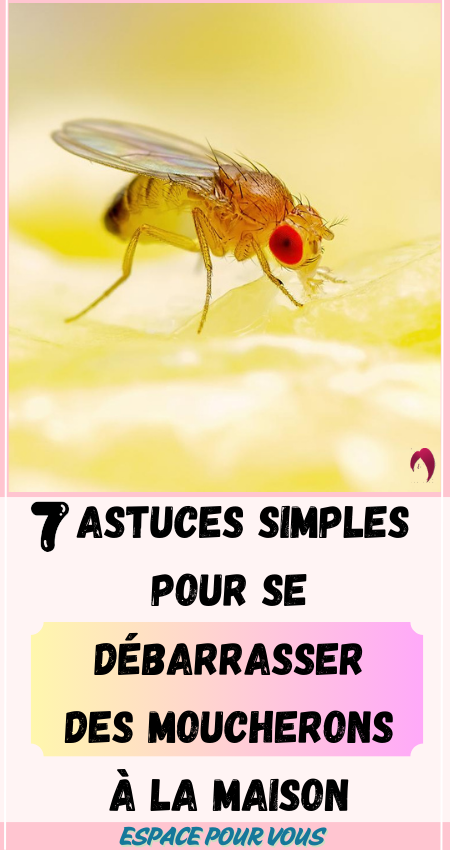 Astuces Simples pour Se Débarrasser des Moucherons à la Maison