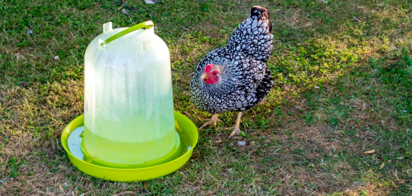 Comment fabriquer soi-même un abreuvoir pour ses poules ?