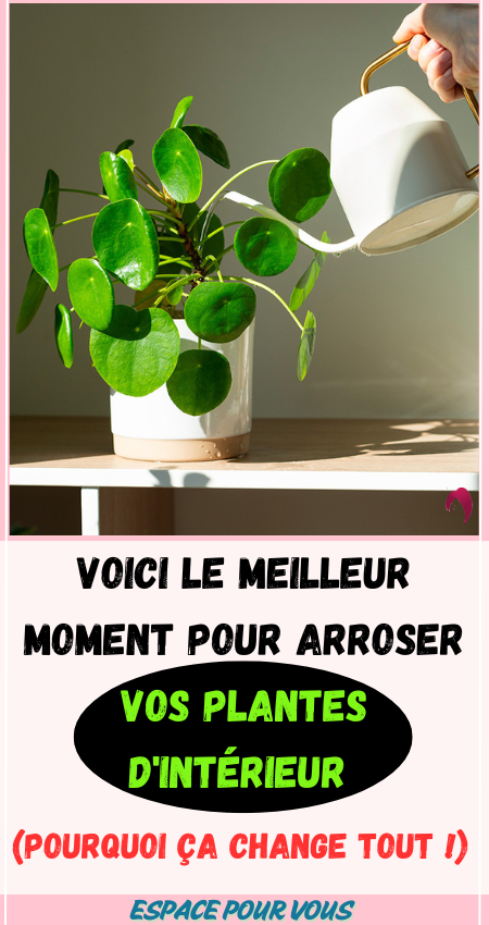 arroser vos plantes d'intérieur